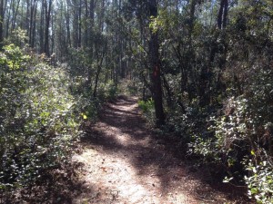 Typical Florida Trail section